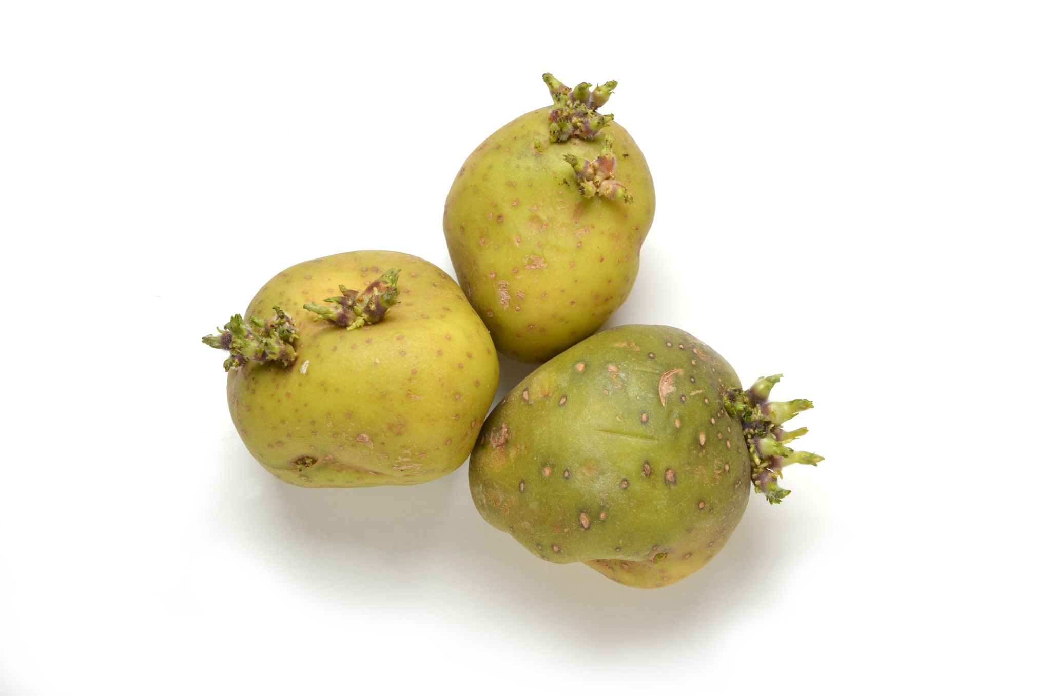 Pommes de terre vertes à ne pas consommer