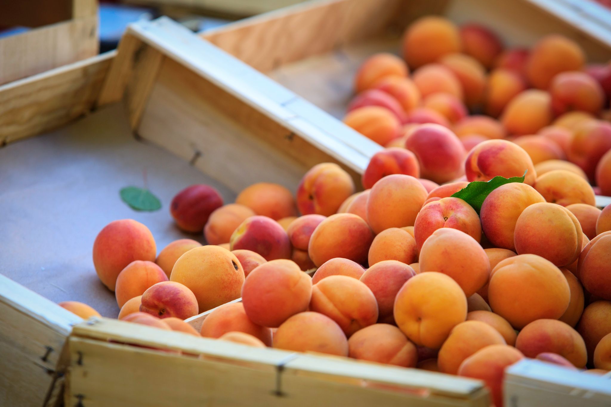 Abricots prêts pour un dessert
