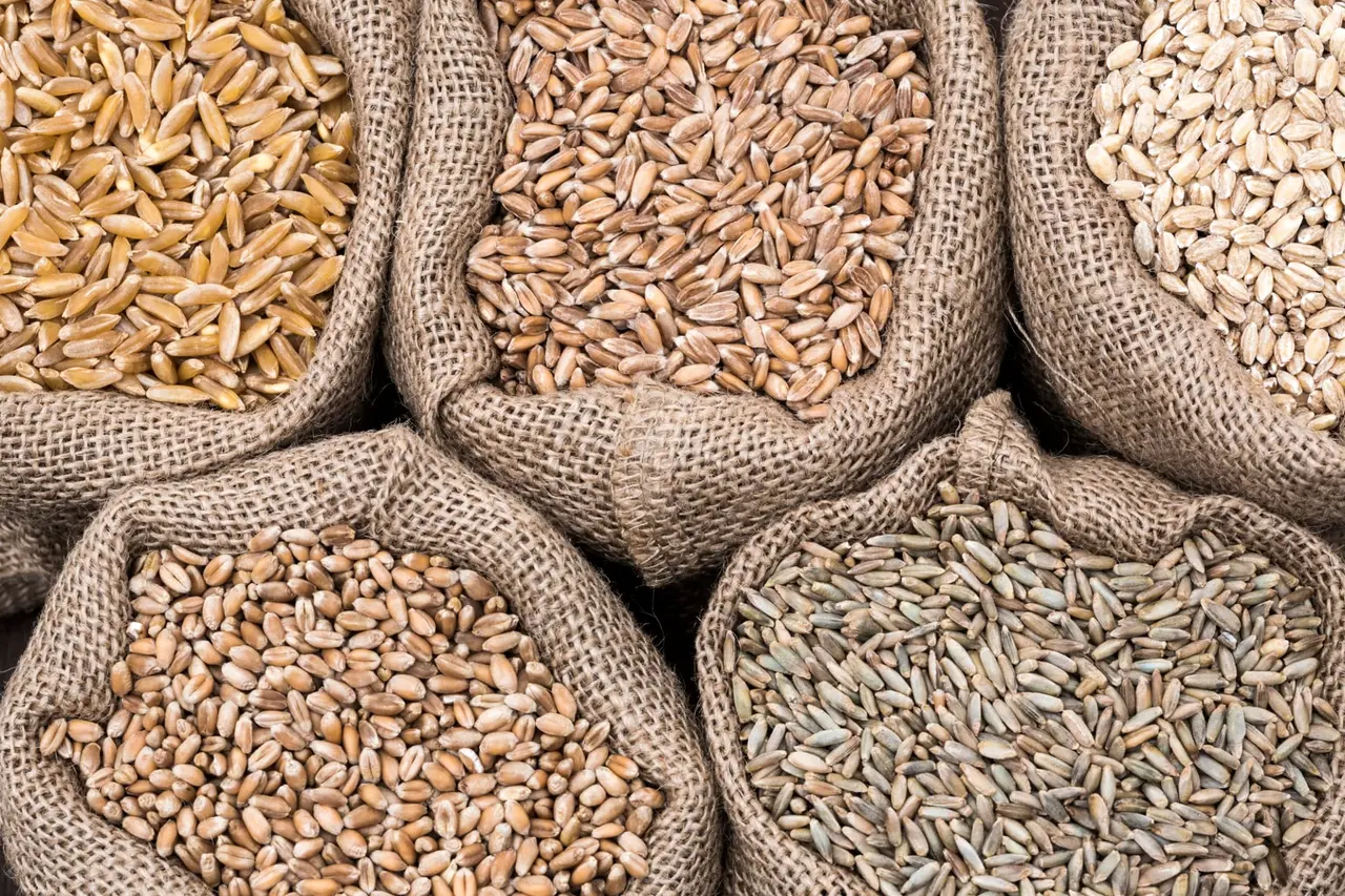 Céréales anciennes : pourquoi elles séduisent de plus en plus nos assiettes