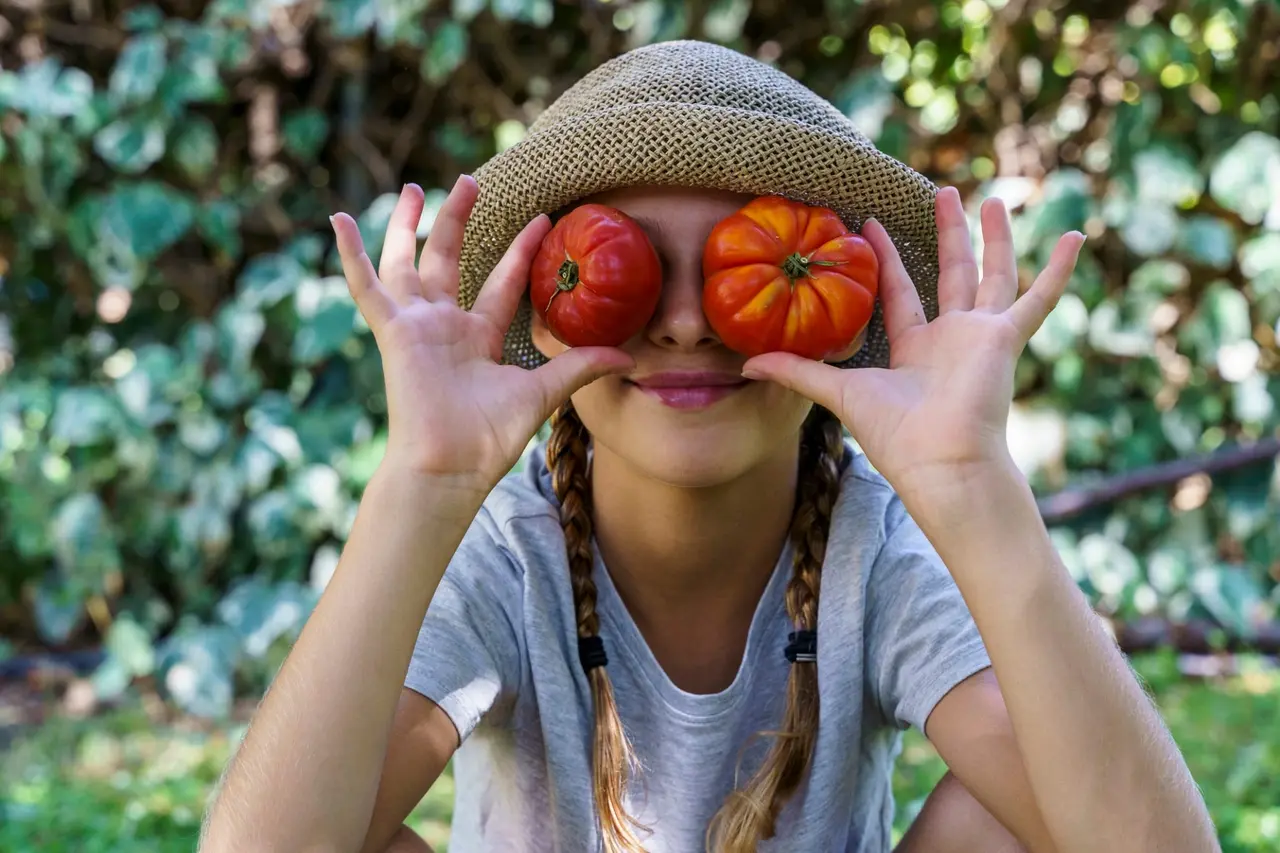 La tomate : de l’Amazonie aux étals bretons, tout ce que révèlent ses 480 variétés