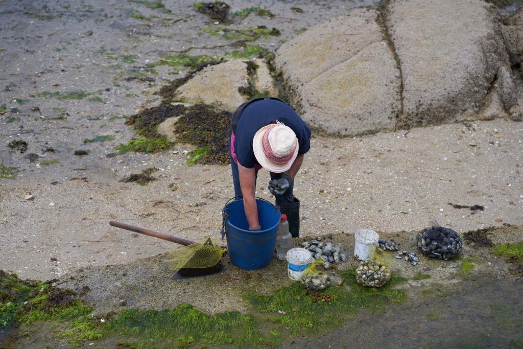 Pêche traditionnelle à pied. Sélection des coquillages
