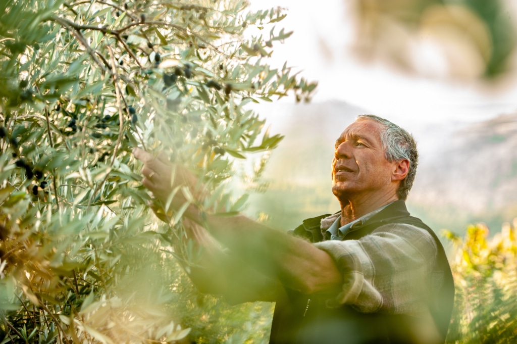 Des olives à cueillir