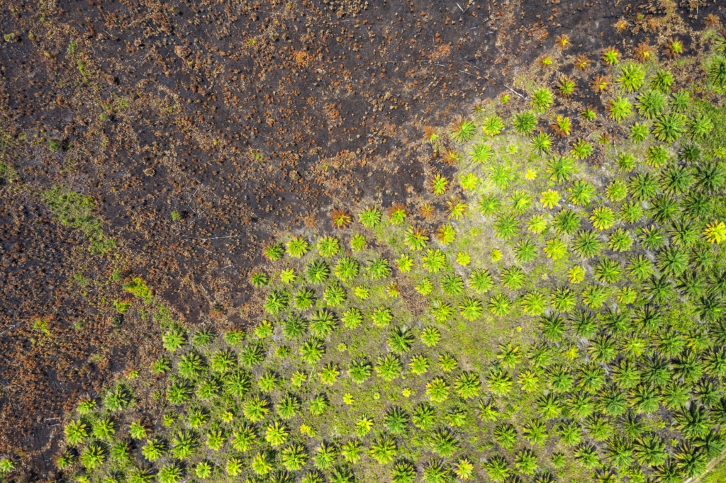 Vue aérienne de plantations de palmiers à huile dans la province de Kalimantan (Bornéo), jouxtant des terres déboisées et brûlées.