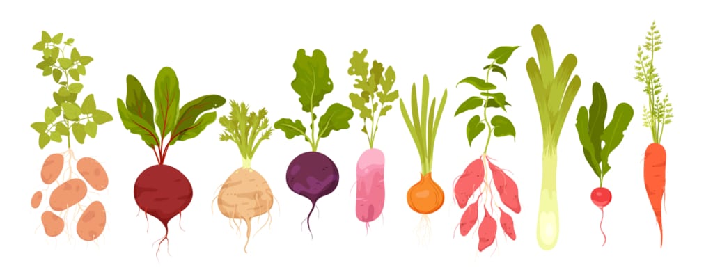 Les légumes racines sont des compagnons d'hiver, de mois blanc