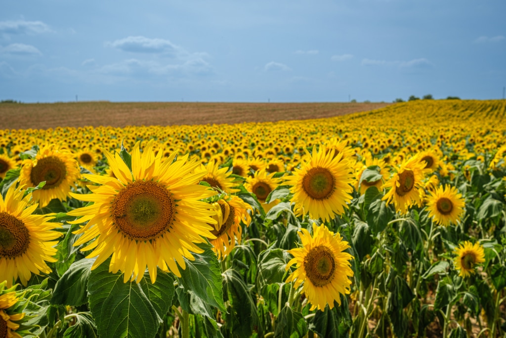 Champ de tournesol