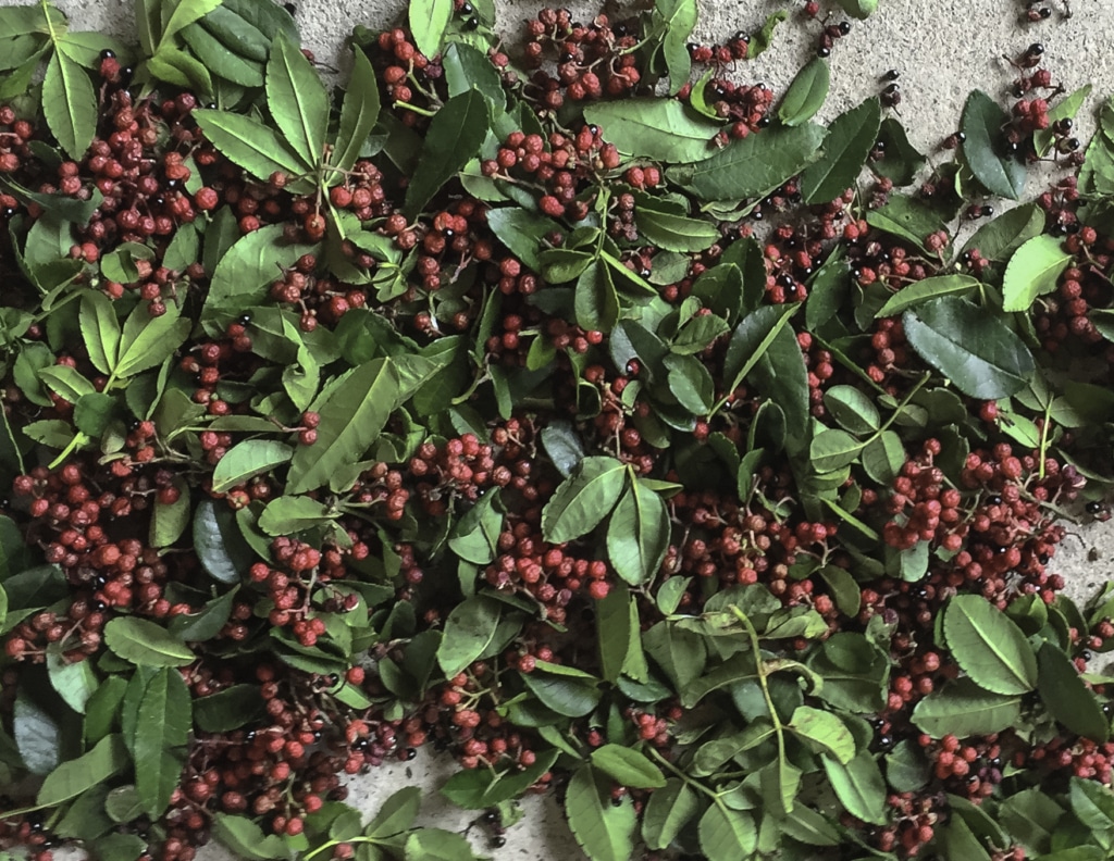 Les feuilles du faux poivre de Sichuan ressemblent à celles du vrai poivre