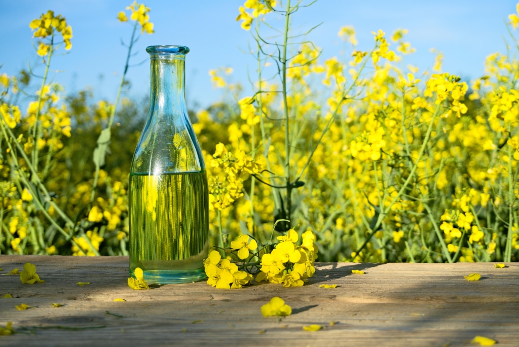 Fleur de colza et huile, un miracle parmi les huiles alimentaires