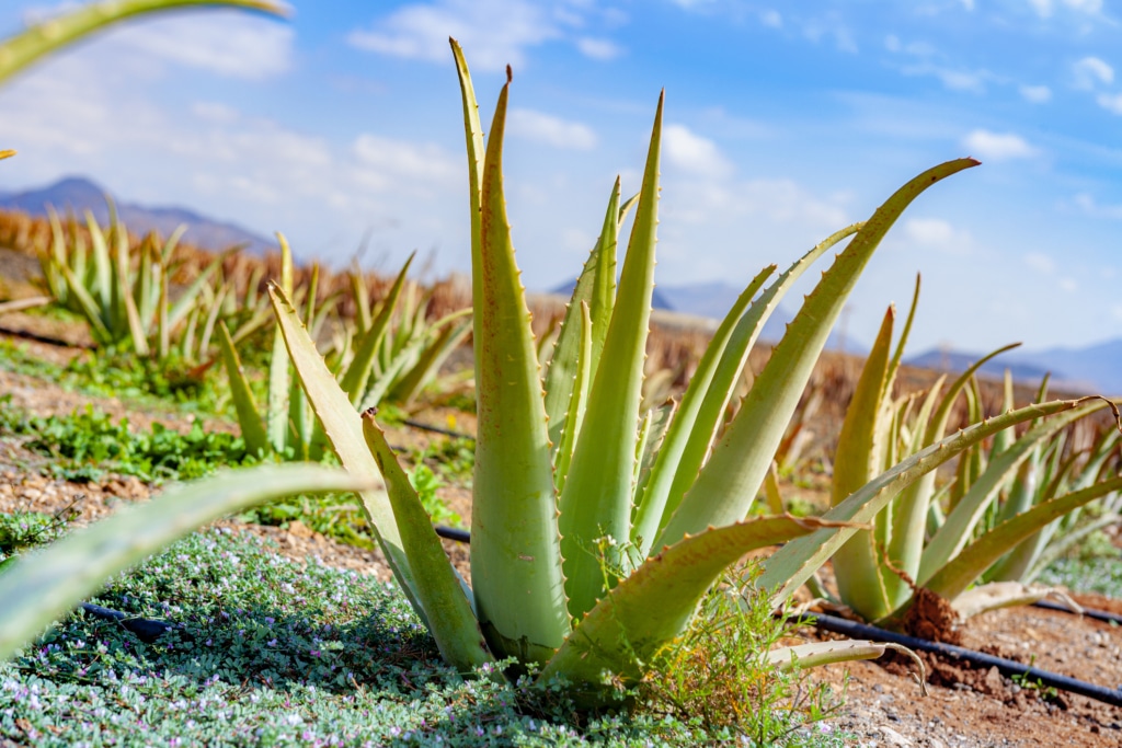Aloe vera cultivé