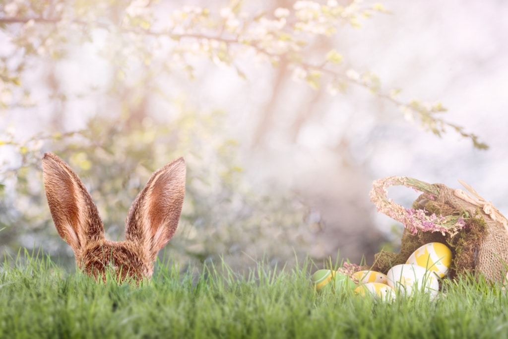 Lapin de Pâques
