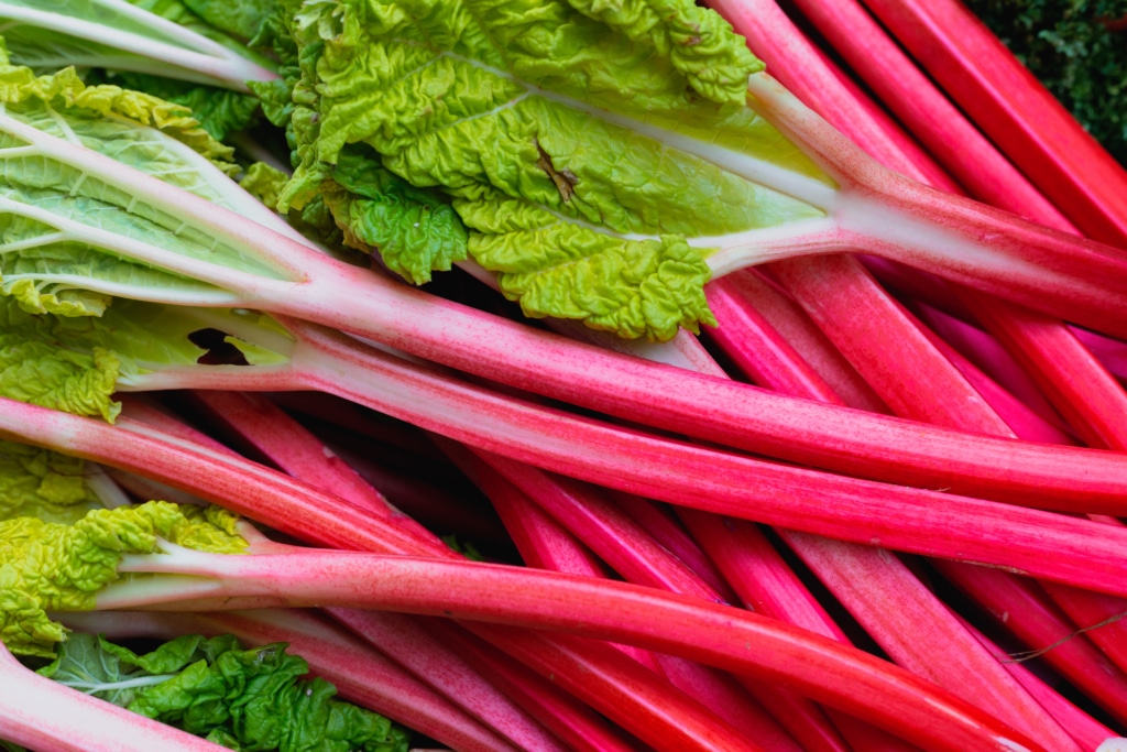 Bâtonnets de rhubarbe fraîche