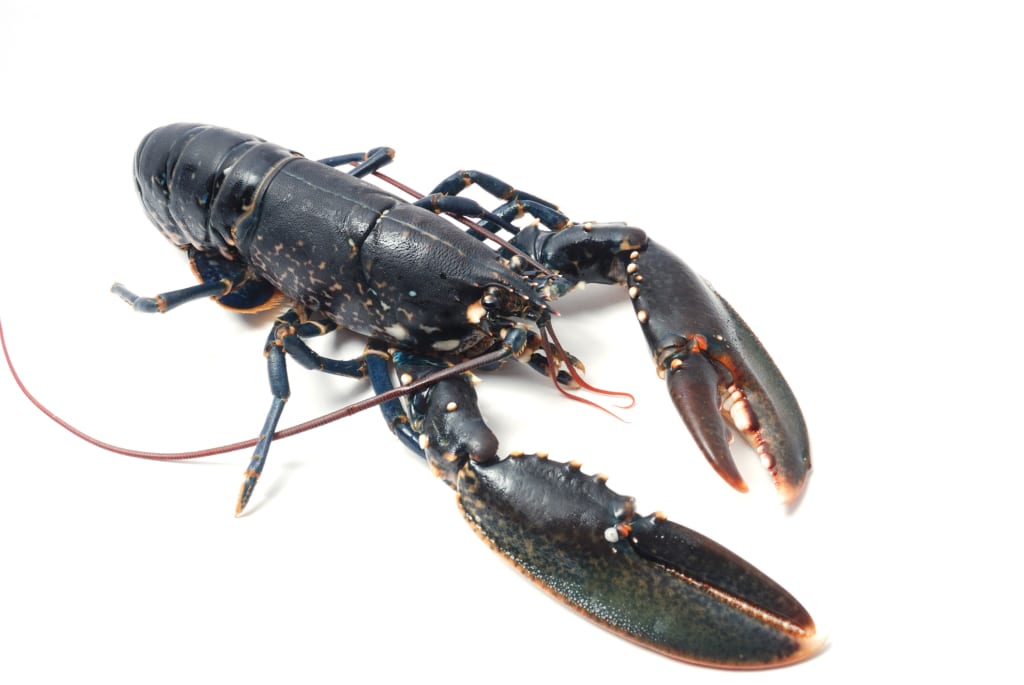 Parmi les crustacés : le homard breton