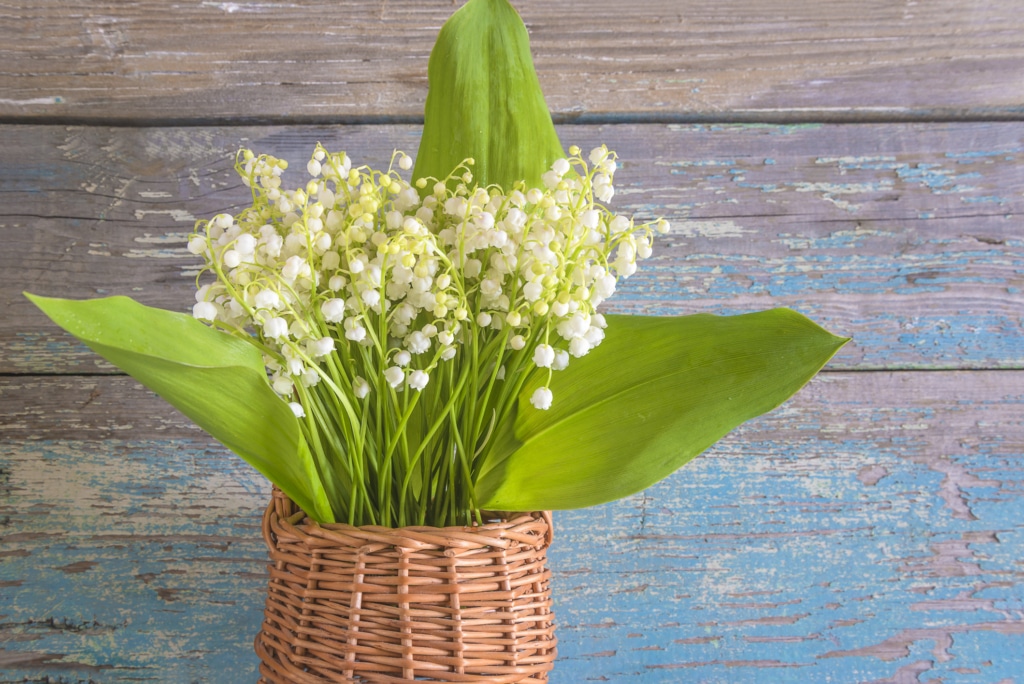 Muguet du 1er mai