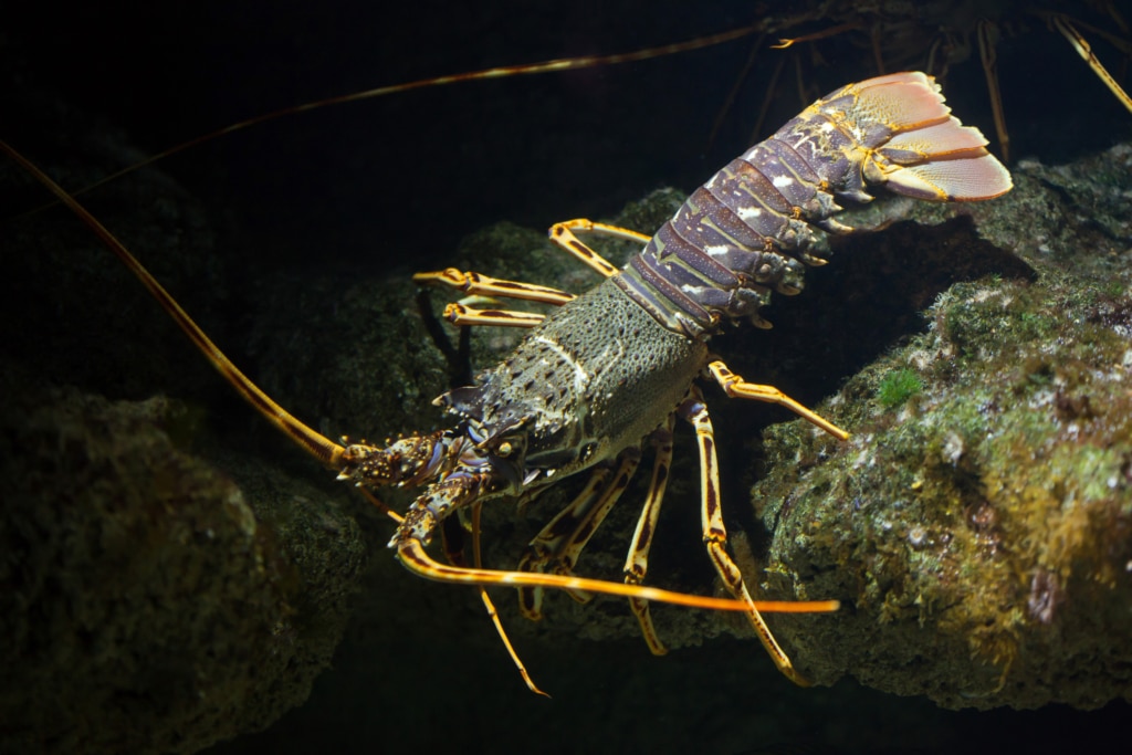 Parmi les crustacés : la langouste
