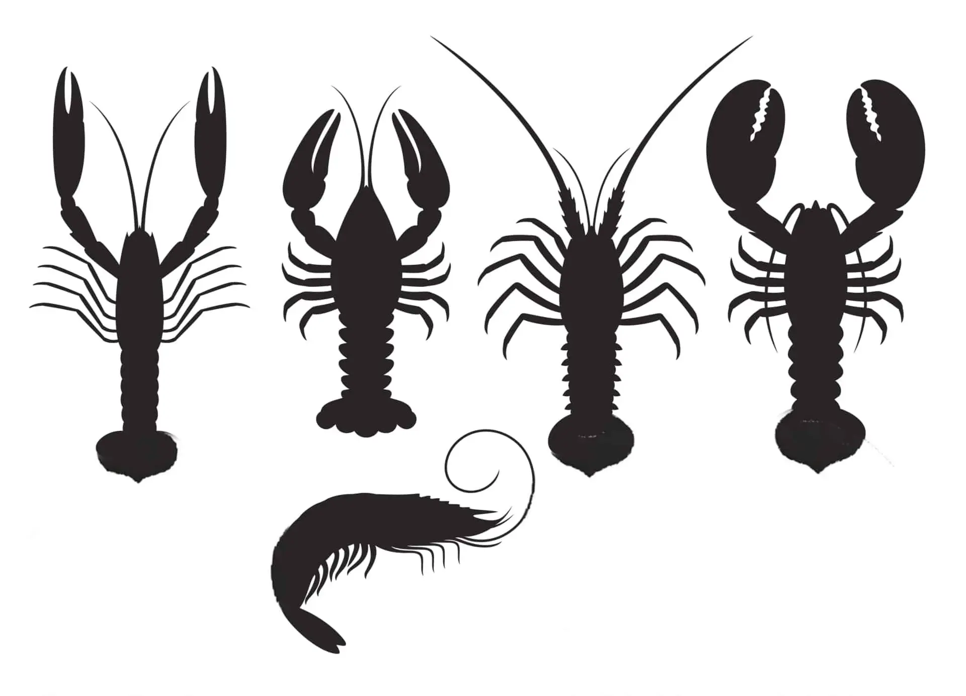 Homard, langouste, écrevisse… Guide essentiel sur les crustacés en 7 étapes, dont l’identification et les localisations, les prix et la nutrition