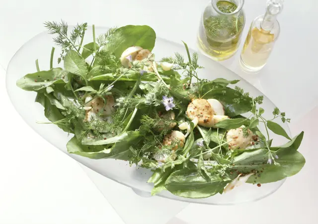 Salade d’oseille, herbes fraîches et fleurs, noix de Saint-Jacques poêlées