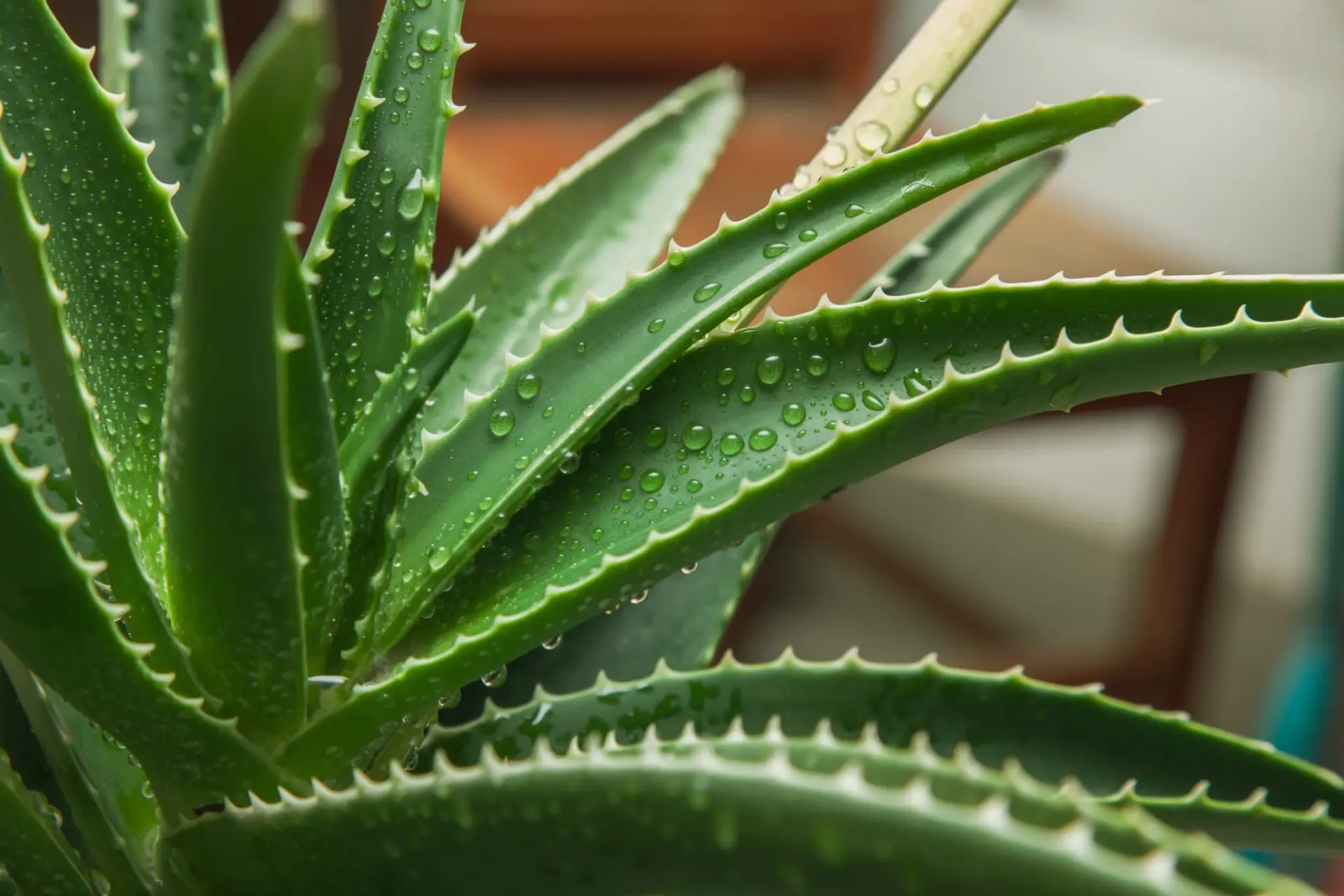 Aloe vera en cuisine : bienfaits et astuces, avec 8 recettes plaisir maison pour profiter de ses vertus